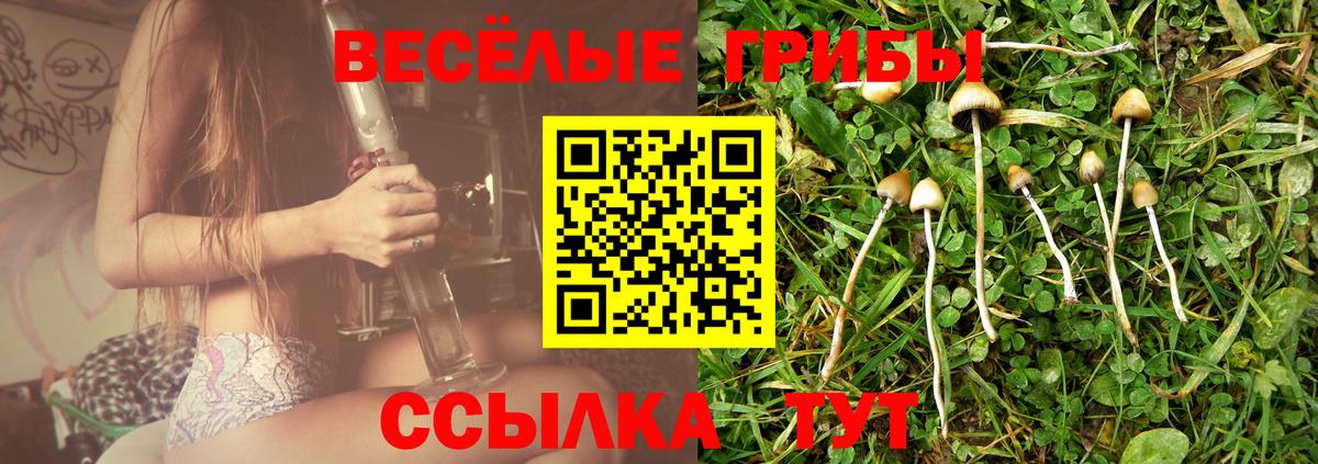 Псилоцибиновые грибы Psilocybine cubensis Котельники